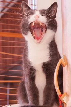 Gray cat sits by the window and yawns. With his mouth wide open. Stock Photos
