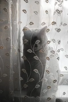 Gray cat sits on the windowsill behind the curtain Stock Photos
