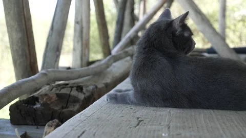 Gray cat sits on wooden boards in the barn 스톡 동영상 133226653