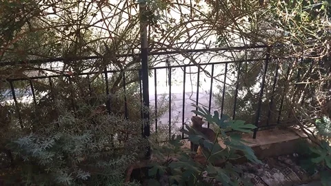A gray cat sits in the yard among the bushes and looks at the plants Stock-Footage 332505036