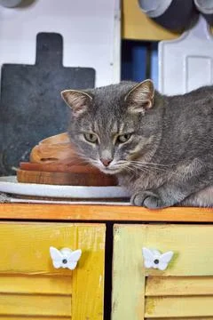 Gray cat sits on a yellow small kitchen in the form of a house in the design int Foto stock
