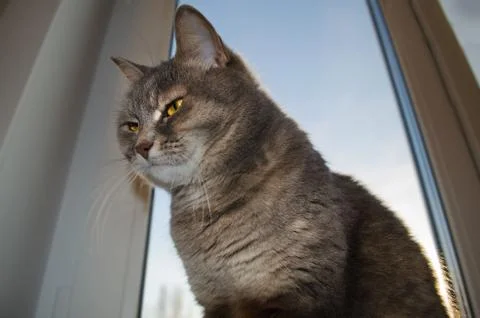 Gray cat sitting against the window Stock Photos