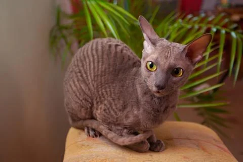 Gray cat sitting and looking at the camera Stock Photos