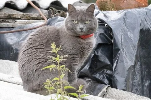 Gray cat sitting and looking at the camera Stock Photos
