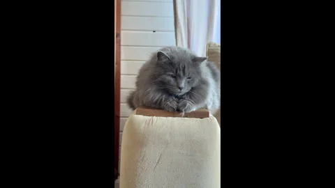 Gray cat sitting on the armrest of a beige sofa in a light modern interior, clos Stock Footage 307906205