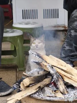 Gray Cat Sitting Behind Small Campfire Outdoors Foto stock
