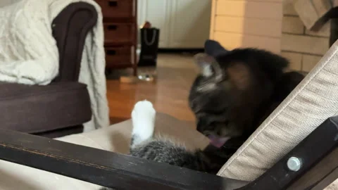 A gray cat sitting in a beige armchair in the living room, grooming itself. Stock Footage 308240297