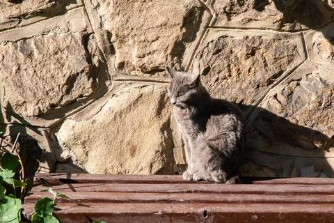 Gray cat sitting on bench Stock Photos