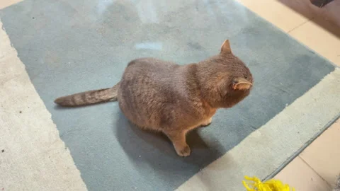 Gray cat sitting on a blue rug in a room Stock Footage 305502778