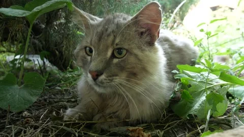 Gray cat sitting in the bushes Stock Footage 136257542