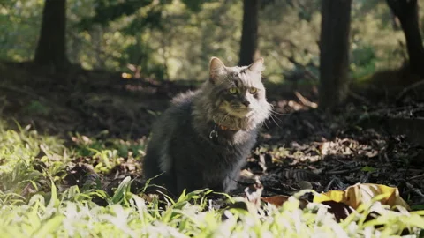Gray Cat Sitting Calmly in Public Park on Green Grass Stock Footage 308075098