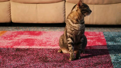 Gray cat sitting on the carpet and looking left and right. Video stock 146436915