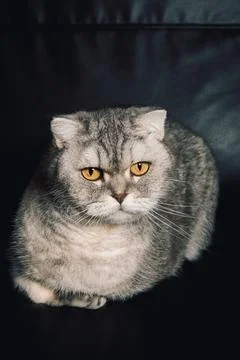 Gray cat sitting on  dark couch with bright yellow eyes looking directly at c Stock Photos