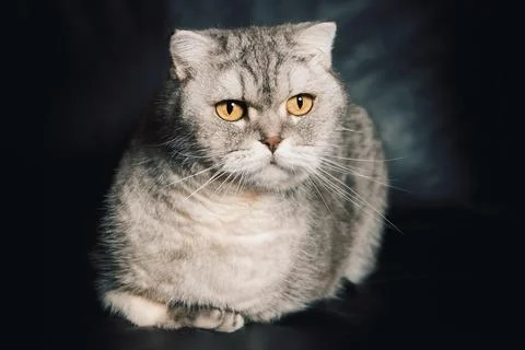 Gray cat sitting on  dark couch with bright yellow eyes looking directly at c Stock Photos