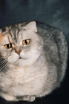 Gray cat sitting on  dark couch with bright yellow eyes looking directly at c Stock Photos