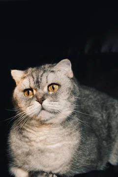 Gray cat sitting on  dark couch with bright yellow eyes looking directly at c Stock-Fotos
