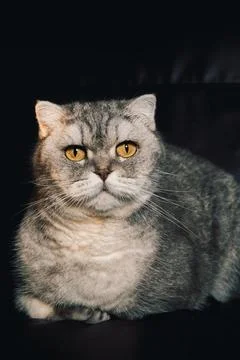 Gray cat sitting on  dark couch with bright yellow eyes looking directly at c Stock-Fotos