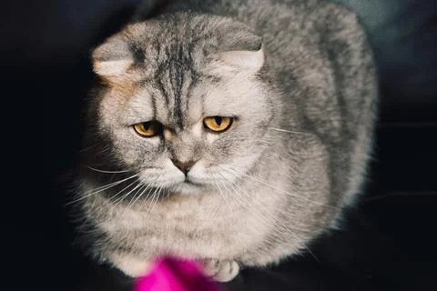 Gray cat sitting on  dark couch with bright yellow eyes looking directly at c Stock Photos