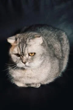 Gray cat sitting on  dark couch with bright yellow eyes looking directly at c Stock-Fotos