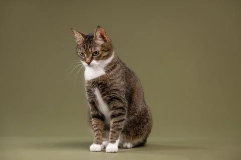 A gray cat sitting dignified and composed against a dark green background Stock Photos