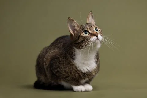 A gray cat sitting dignified and composed against a dark green background Stock Photos