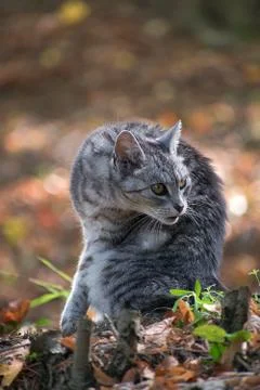 Gray cat sitting in the forest. Fallen leaves in autumn. Stock Photos