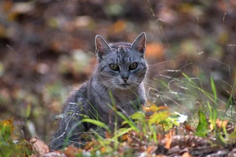 Gray cat sitting in the forest. Fallen leaves in autumn. Stock Photos