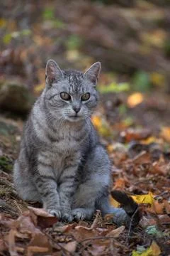 Gray cat sitting in the forest. Fallen leaves in autumn. Stock Photos