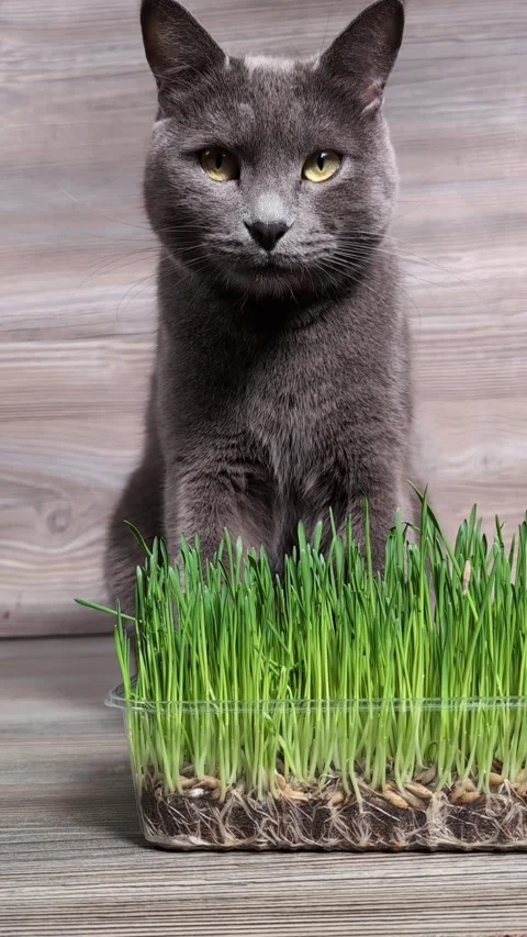 Gray Cat Sitting by Fresh Green Grass. Vertical Video Stock Footage 292447355