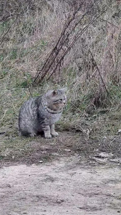 A gray cat is sitting in front of a field of dry grass, it is snowing lightly Stock Footage 267090737