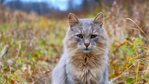 Gray cat sitting on the grass in the fall. fluffy cat Stock Footage 119194158