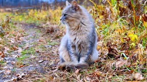 Gray cat sitting on the grass in the fall. fluffy cat Stock Footage 119194822