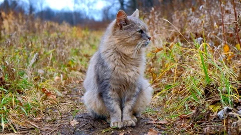 Gray cat sitting on the grass in the fall. fluffy cat Stock Footage 119194864