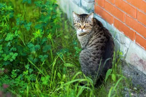 The gray cat sitting in a grass Stock Photos