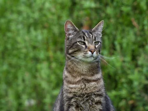Gray cat sitting in the grass Stock Photos