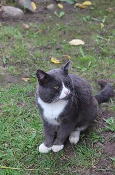 Gray cat sitting on the grass Stock Photos