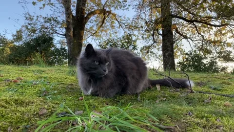 Gray Cat Sitting On The Grass Smelling The Air - 4K Stock Footage 143560214