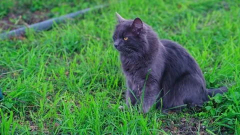 Gray Cat Sitting on Green Grass Outdoors Stock Footage 320840180