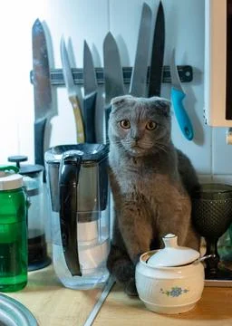 A gray cat is sitting in the kitchen among the appliances Stock Photos