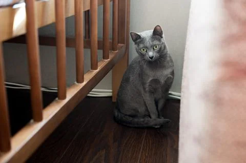 Gray cat sitting next to the baby's bed Stock Photos