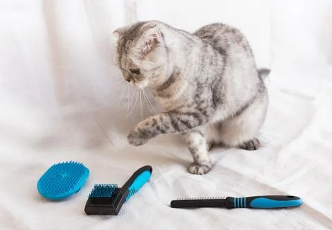 Gray cat sitting next to brushes and combs for pet grooming Stock Photos