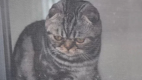 Gray cat is sitting outside the door Stock Footage 113005692