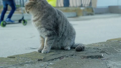 Gray cat sitting in the park Stock Footage 79385411