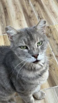 Gray cat sitting Stock Photos