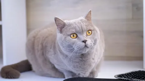 Gray Cat Sitting on Shelf Stock Footage 312008669