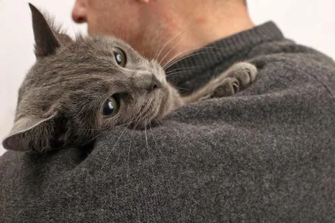 Gray cat sitting on the shoulder of a man Stock Photos