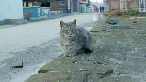 Gray cat sitting on the sidewalk Stock Footage 79341292