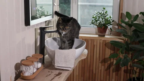 Gray cat sitting in the sink Stock Footage 282337790