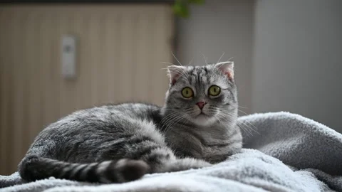 Gray cat sitting on the sofa Stock Footage 289542806