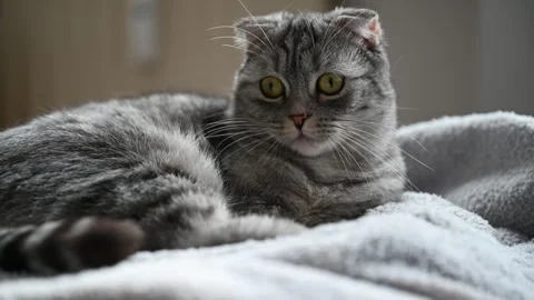 Gray cat sitting on the sofa Stock Footage 289542893